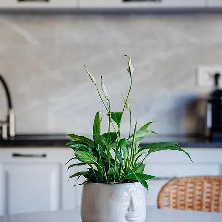 The Corner Luxe